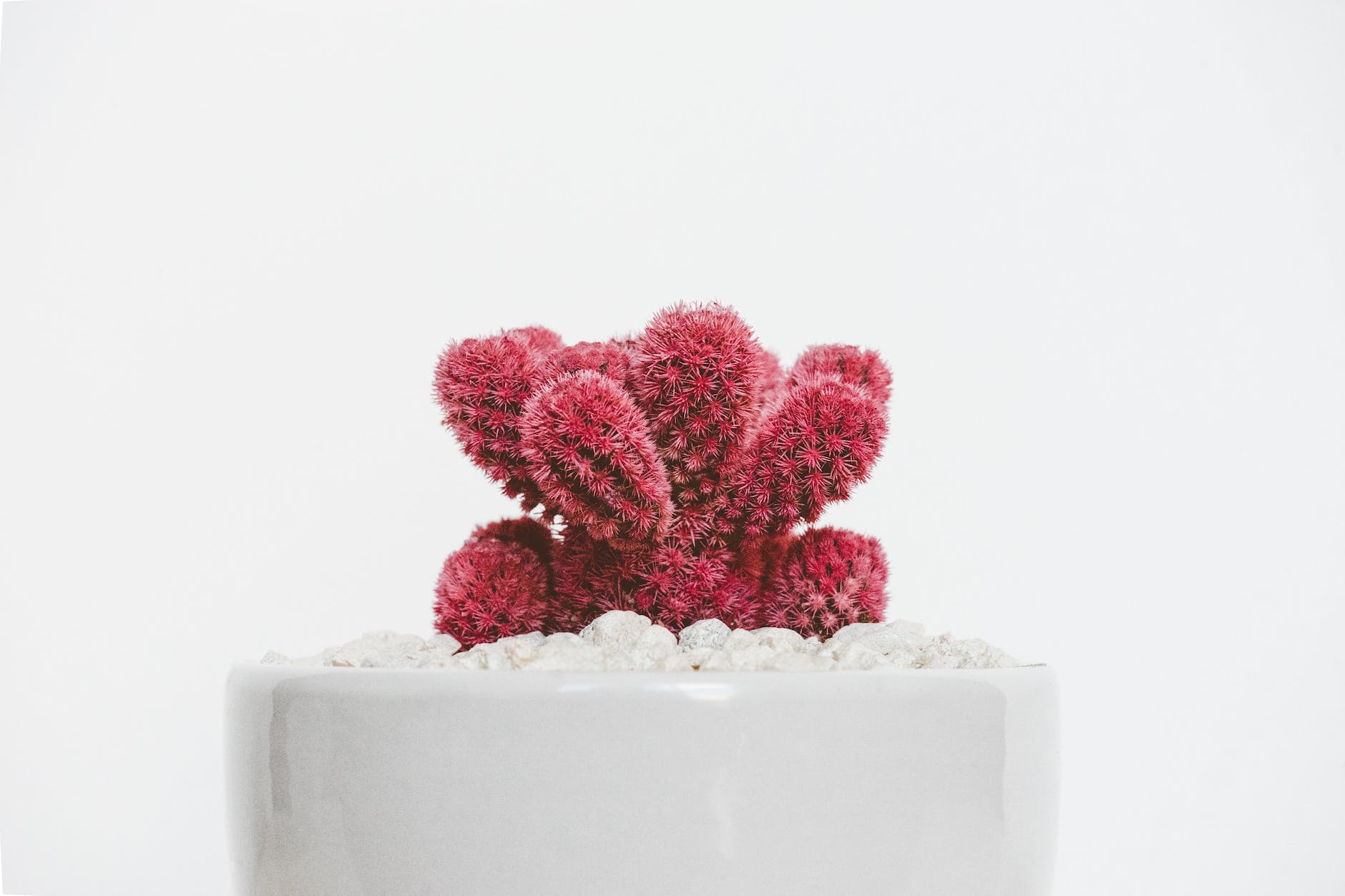 red plant on white pot