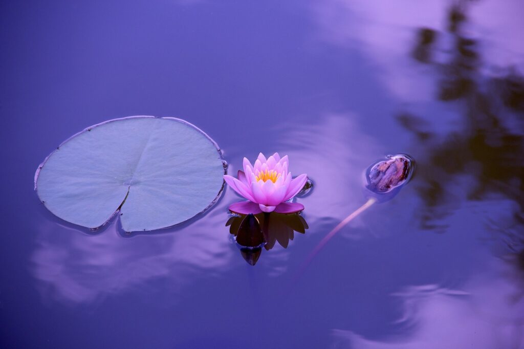 Water Lilly symbolising calmness