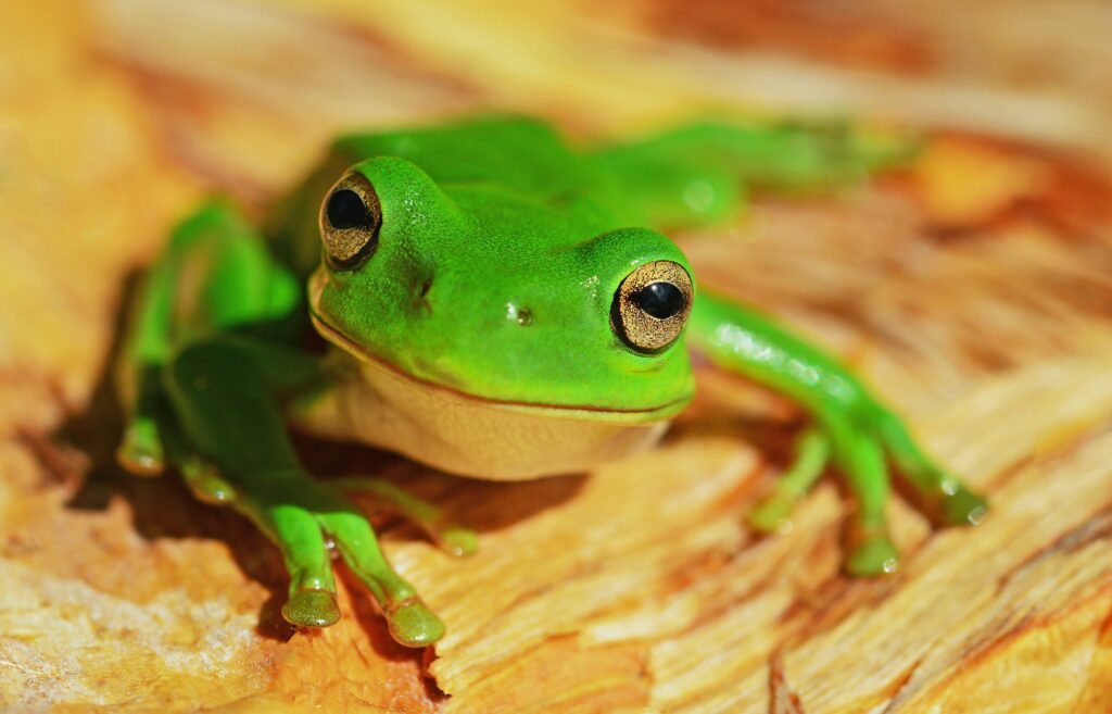 Picture of a green frog