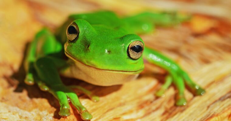 Master Your Day with the “Eat That Frog” Methodology
