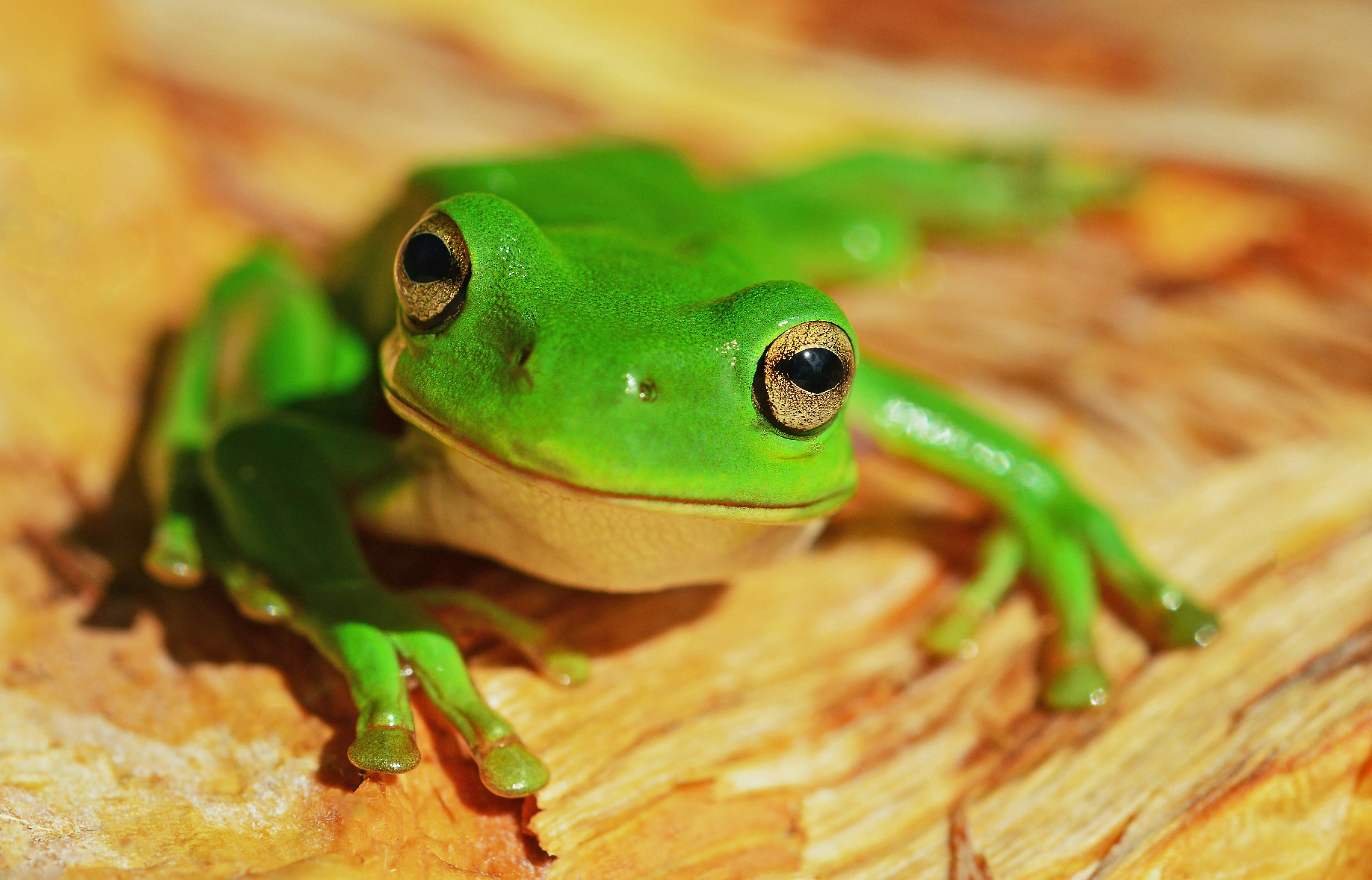 Master Your Day with the “Eat That Frog” Methodology