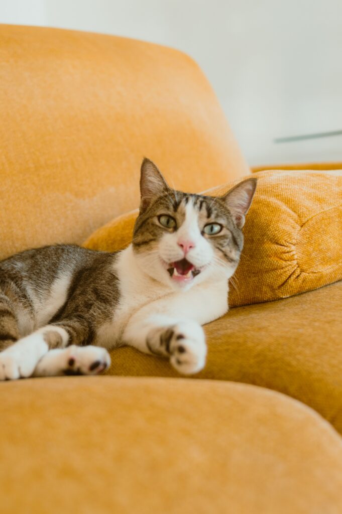 cat on a yellow sofa